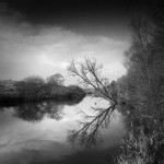Tree Reflection (square format)
