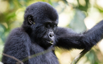Nkurino (Bwindi)