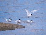 Sandwich Terns
