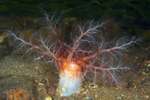 Thyonidium drummondii