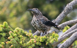 Spotted Nutcracker
