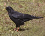 Alpine Chough