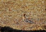 Hoopoe