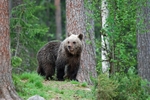 Brown Bear