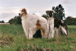 Miskat Tzamilja and Polongain Crimjin, parents of D-litter von Prisca