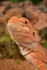 Bearded Dragon 2