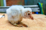 barn owl tyto alba-9721