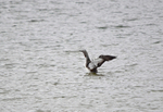Red-throated Diver