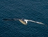 Fulmar