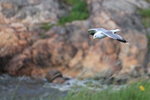 Common Gull (adult) flying, Suomenlinna, Helsinki, Finland