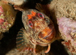 Parablennius gattorugine