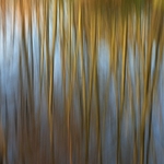 Wetland