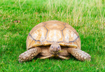 Tortoise - DSC_1460