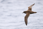 Sooty Shearwater in flight at sea off Cape Point, South Africa