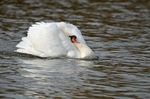 Mute Swan