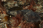 Agonus cataphractus