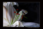 Lilium orientale