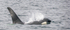 Ketchikan -96