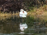 Mute Swan