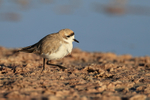 Puna Plover (adult) steps forward, Chaxa, Chile