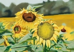 Sunflowers