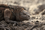 Marine Iguana resting on rocks, San Cristobal, Galapagos