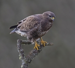Common Buzzard