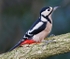 G S Woodpecker