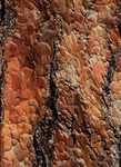 Bark Puzzle