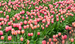 Skagit Valley Tulips 2