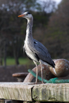 SBH001: Grey Heron