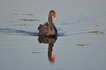 Black Swan