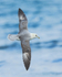 Fulmar banking in flight, Grundarfjörður, Iceland