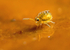 Sminthurinus aureus