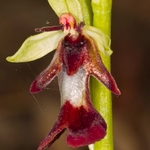 fly orchid (Ophrys insectifera)