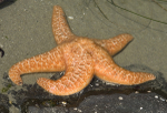 Colorful starfish