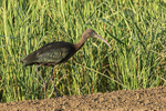 Glossy Ibis