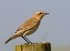 Winchat