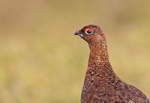 Red Grouse - Lagopus lagopus