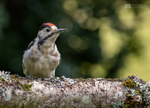 Great Spotted Woodpecker
