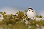 Snowy Plover, Fort De Soto Park, Florida