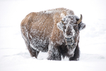 Bison-5
