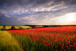 Red Poppies 01