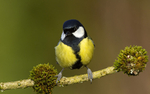 THE GREAT TIT portfolio