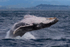 0A3A2424. Humpback Breach 1