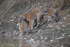 Maya and her three cubs