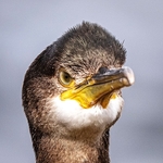 BBW-11-Disgruntled Shag