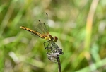 August 2011 - Ruddy Darter