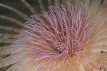 Pachycerianthus multiplicatus (close up)