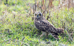 Short-eared Owl